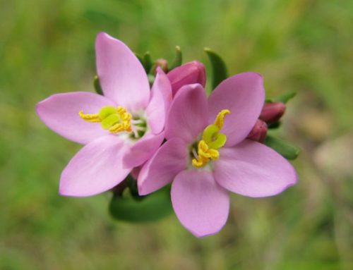 Flores de Bach